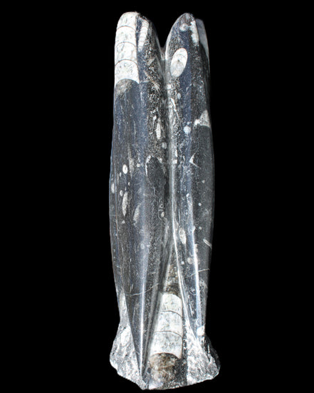 Orthoceras sculpture tower from Morocco 215*64mm 1534g in sunlight - Rocks and Things Store