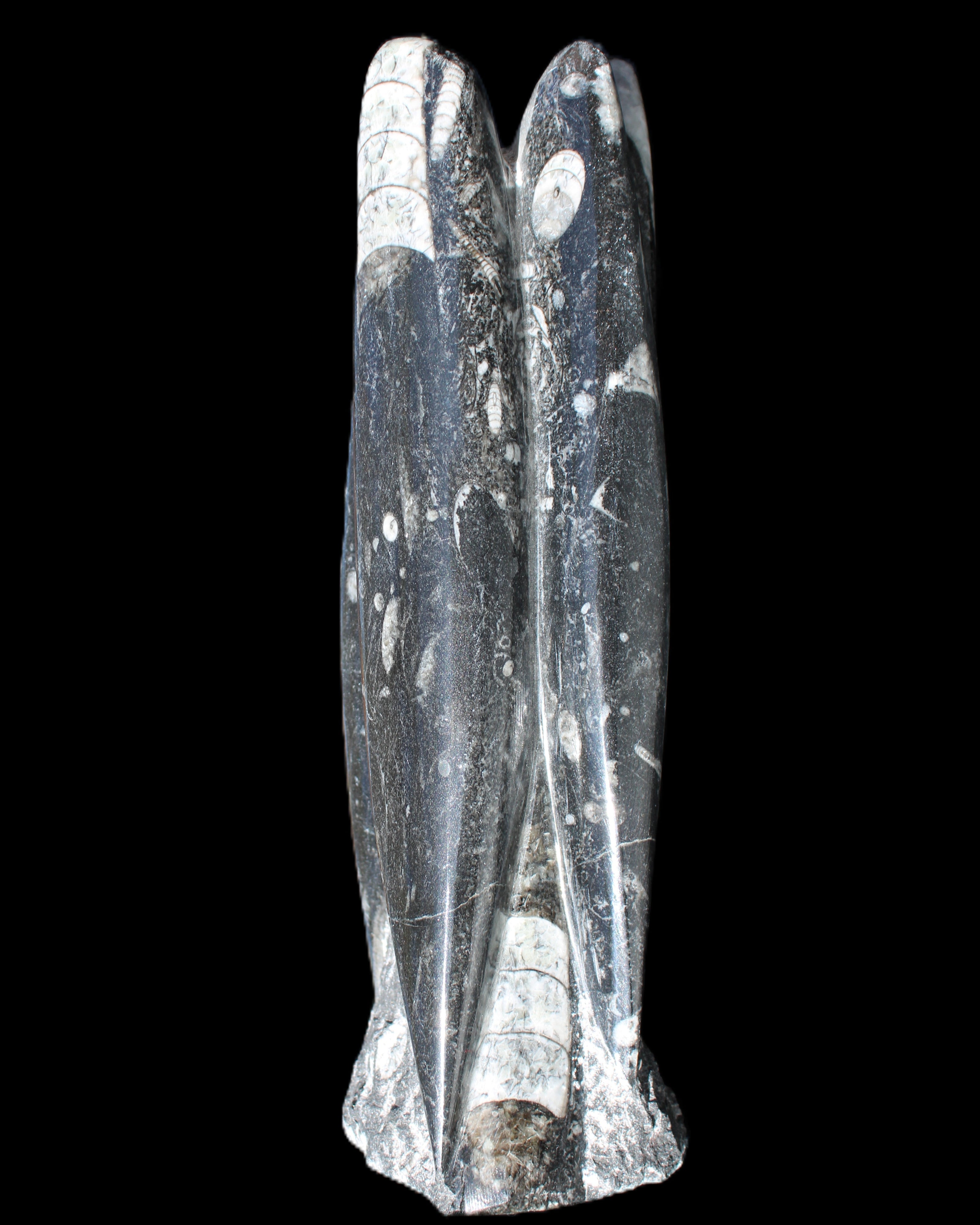Orthoceras sculpture tower from Morocco 215*64mm 1534g in sunlight - Rocks and Things Store