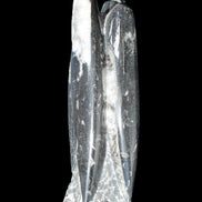 Orthoceras sculpture tower from Morocco 215*64mm 1534g in sunlight - Rocks and Things Store