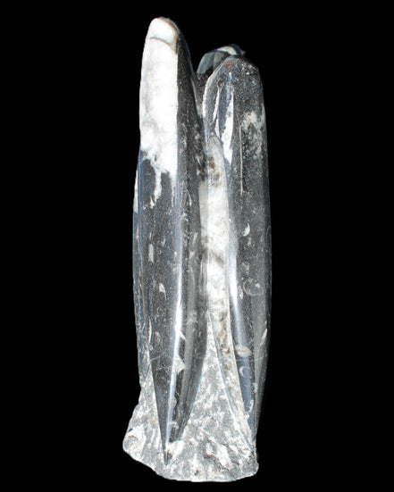 Orthoceras sculpture tower from Morocco 215*64mm 1534g in sunlight - Rocks and Things Store