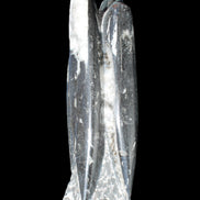 Orthoceras sculpture tower from Morocco 215*64mm 1534g in sunlight - Rocks and Things Store