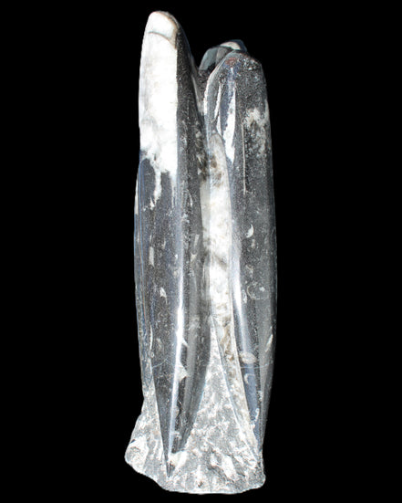 Orthoceras sculpture tower from Morocco 215*64mm 1534g in sunlight - Rocks and Things Store
