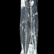 Orthoceras sculpture tower from Morocco 215*64mm 1534g in sunlight - Rocks and Things Store