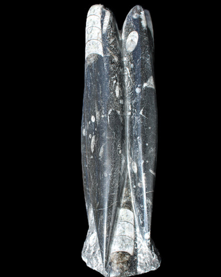 Orthoceras sculpture tower from Morocco 215*64mm 1534g in sunlight - Rocks and Things Store