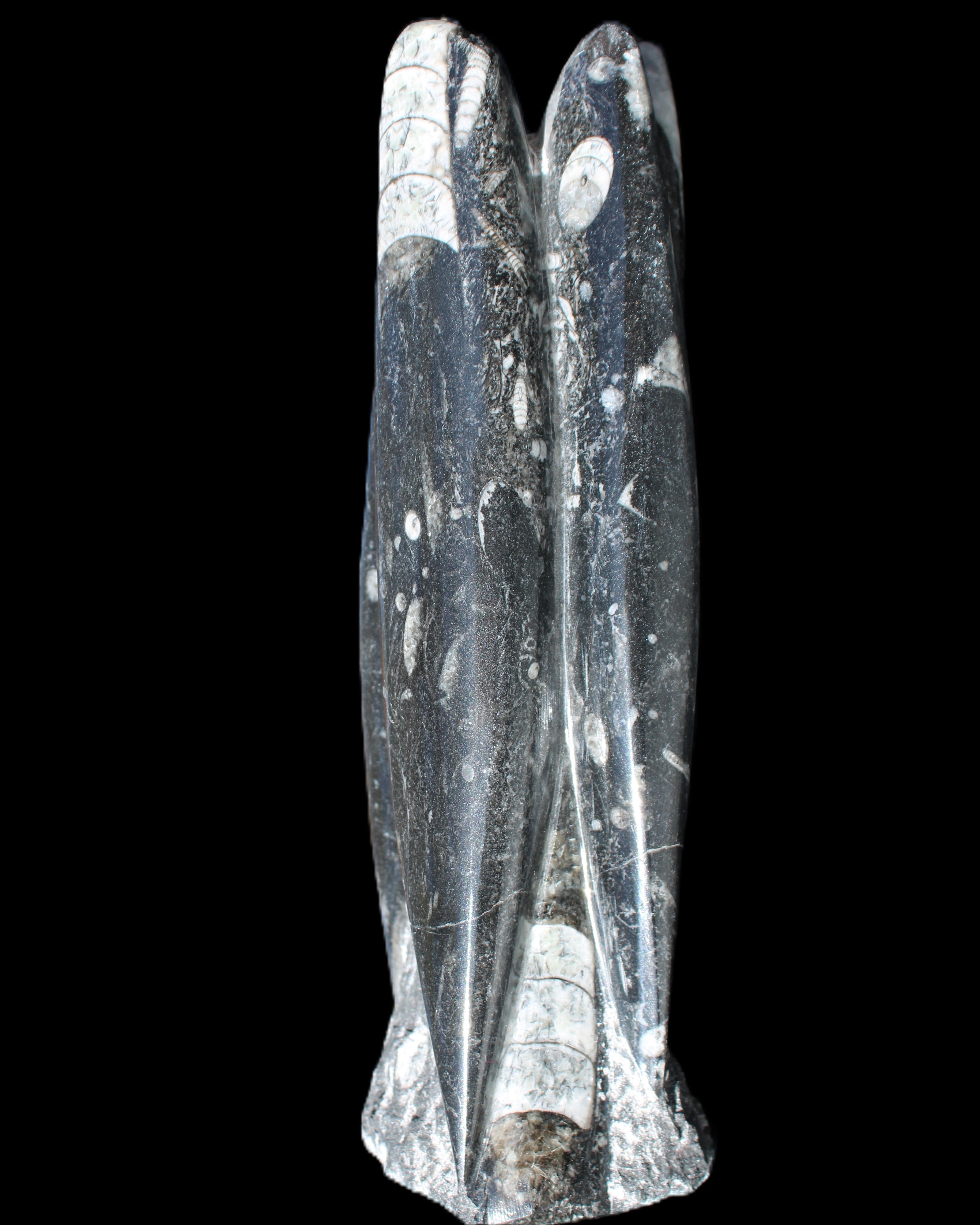 Orthoceras sculpture tower from Morocco 215*64mm 1534g in sunlight - Rocks and Things Store