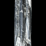 Orthoceras sculpture tower from Morocco 215*64mm 1534g in sunlight - Rocks and Things Store