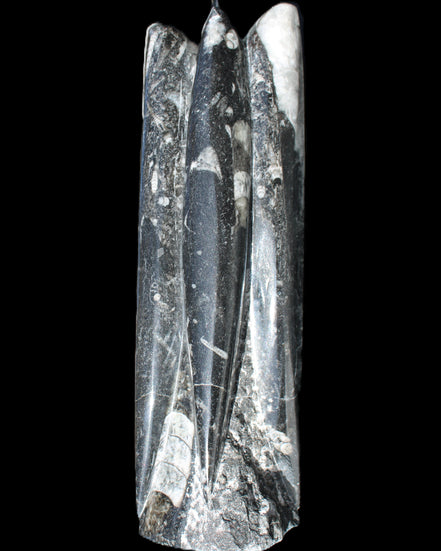 Orthoceras sculpture tower from Morocco 215*64mm 1534g in sunlight - Rocks and Things Store