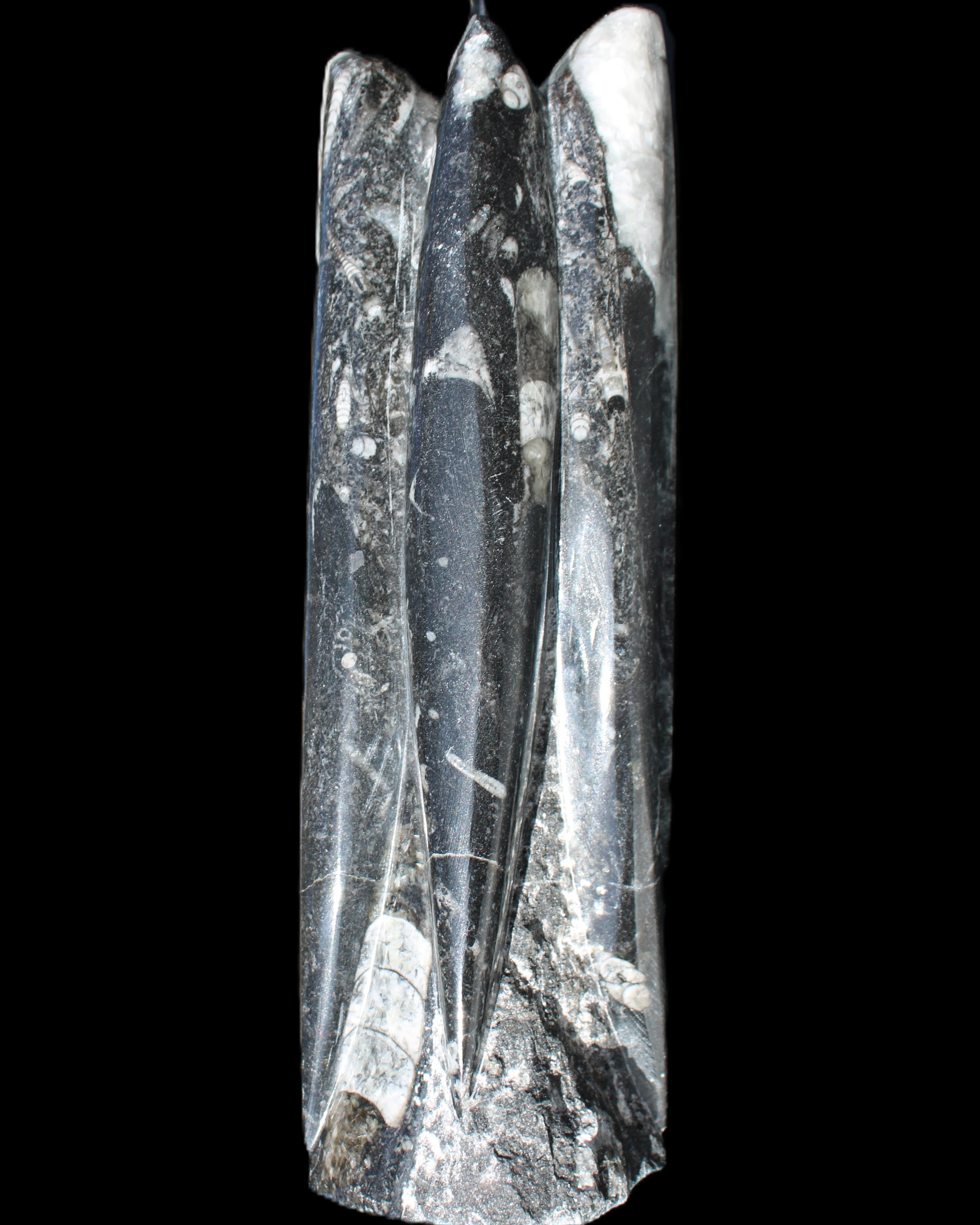 Orthoceras sculpture tower from Morocco 215*64mm 1534g in sunlight - Rocks and Things Store