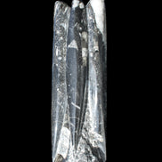 Orthoceras sculpture tower from Morocco 215*64mm 1534g in sunlight - Rocks and Things Store