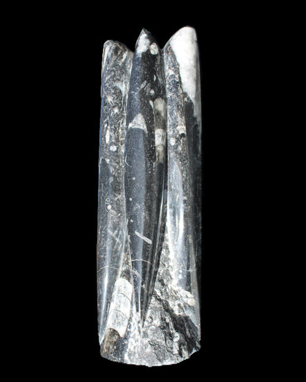 Orthoceras sculpture tower from Morocco 215*64mm 1534g in sunlight - Rocks and Things Store
