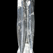 Orthoceras sculpture tower from Morocco 215*64mm 1534g in sunlight - Rocks and Things Store