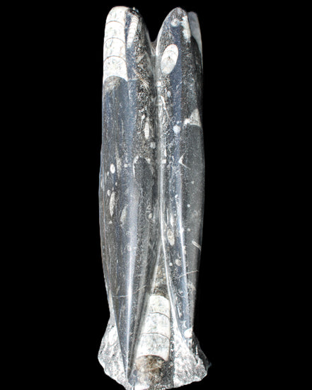 Orthoceras sculpture tower from Morocco 215*64mm 1534g in sunlight - Rocks and Things Store