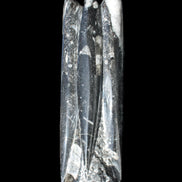 Orthoceras sculpture tower from Morocco 215*64mm 1534g in sunlight - Rocks and Things Store