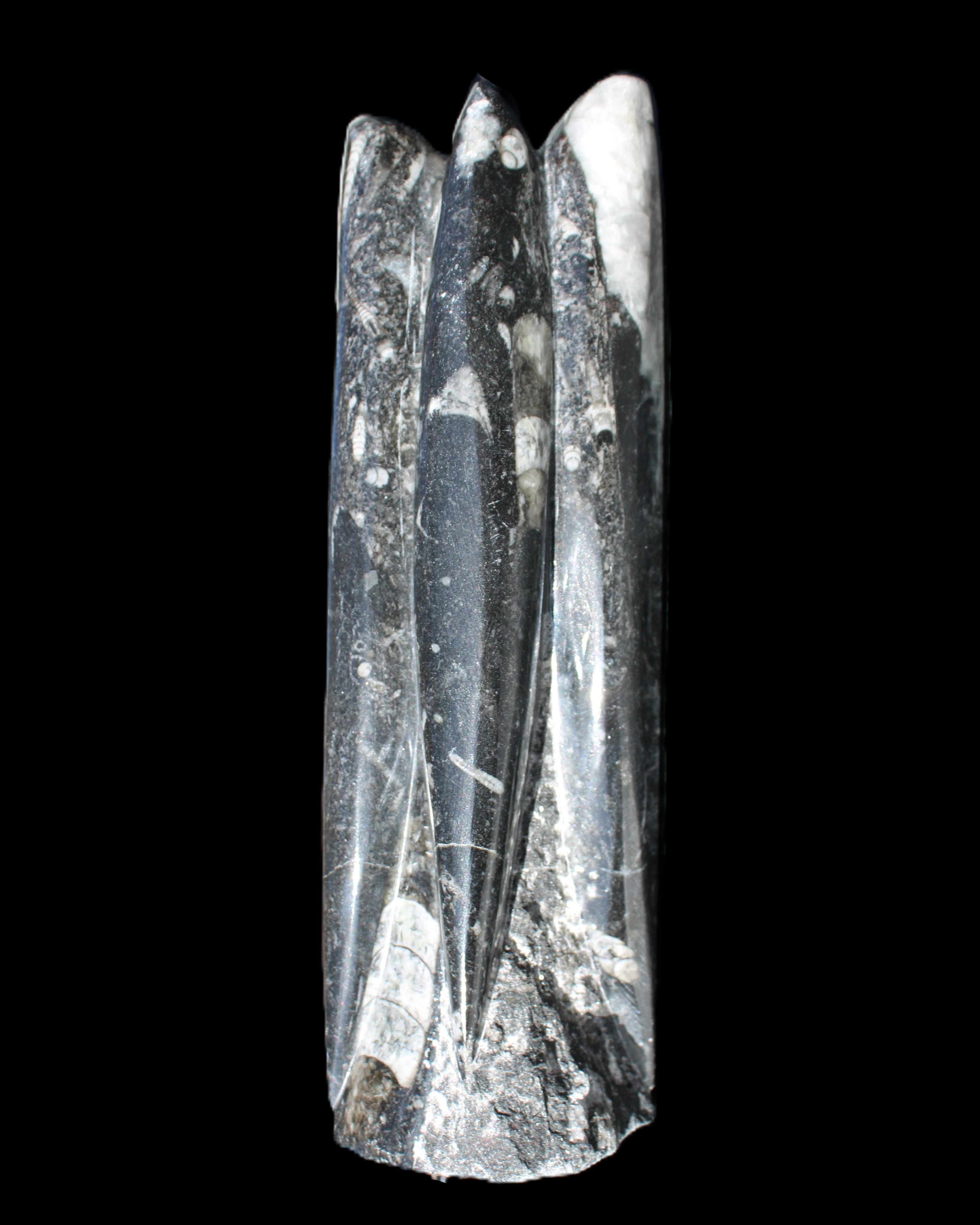 Orthoceras sculpture tower from Morocco 215*64mm 1534g in sunlight - Rocks and Things Store
