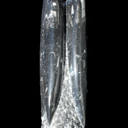 Orthoceras sculpture tower from Morocco 215*64mm 1534g in sunlight - Rocks and Things Store