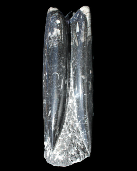 Orthoceras sculpture tower from Morocco 215*64mm 1534g in sunlight - Rocks and Things Store