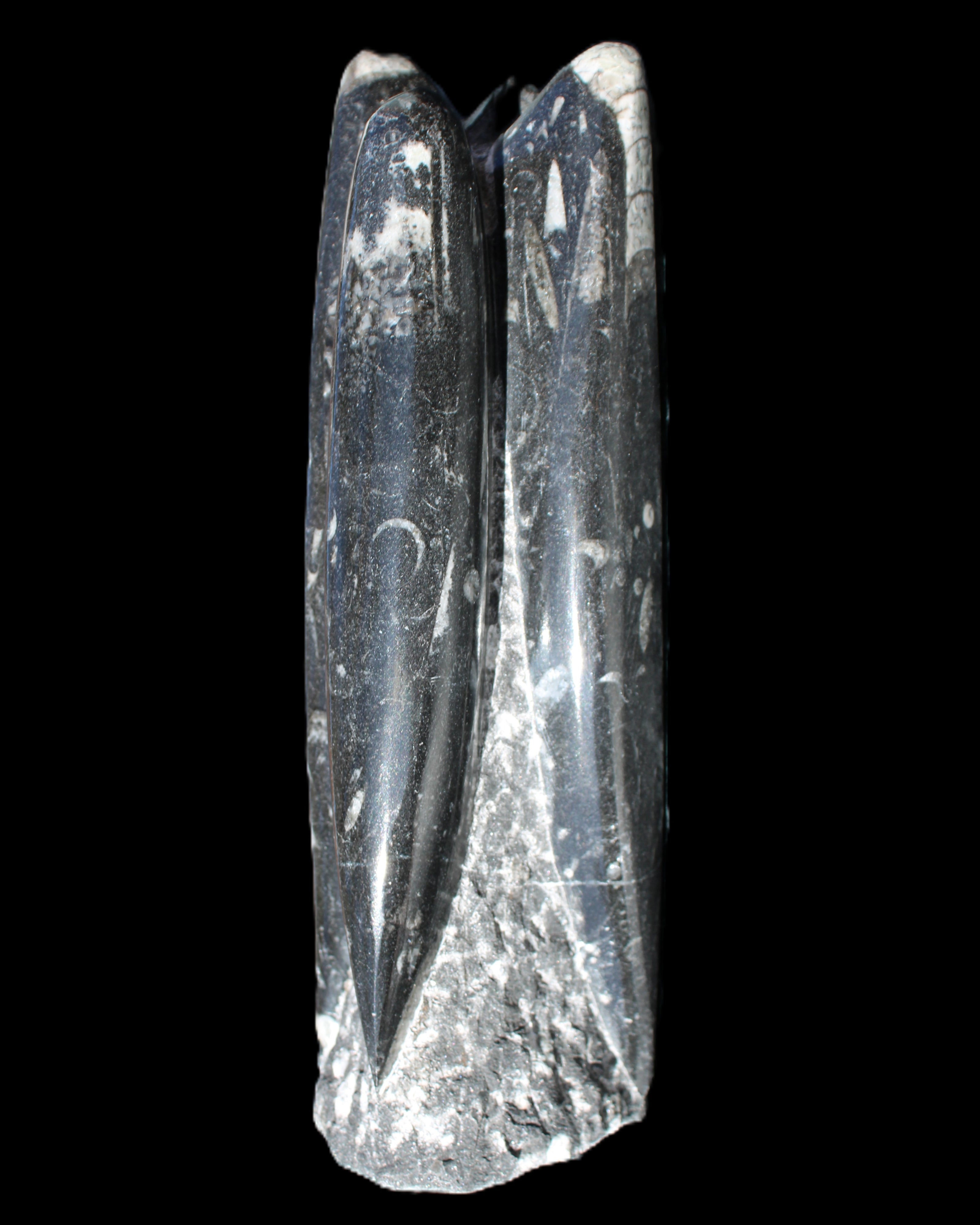 Orthoceras sculpture tower from Morocco 215*64mm 1534g in sunlight - Rocks and Things Store