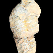 Trilobite Diacalymene 35*68mm 51.4g in sunlight - Rocks and Things Store