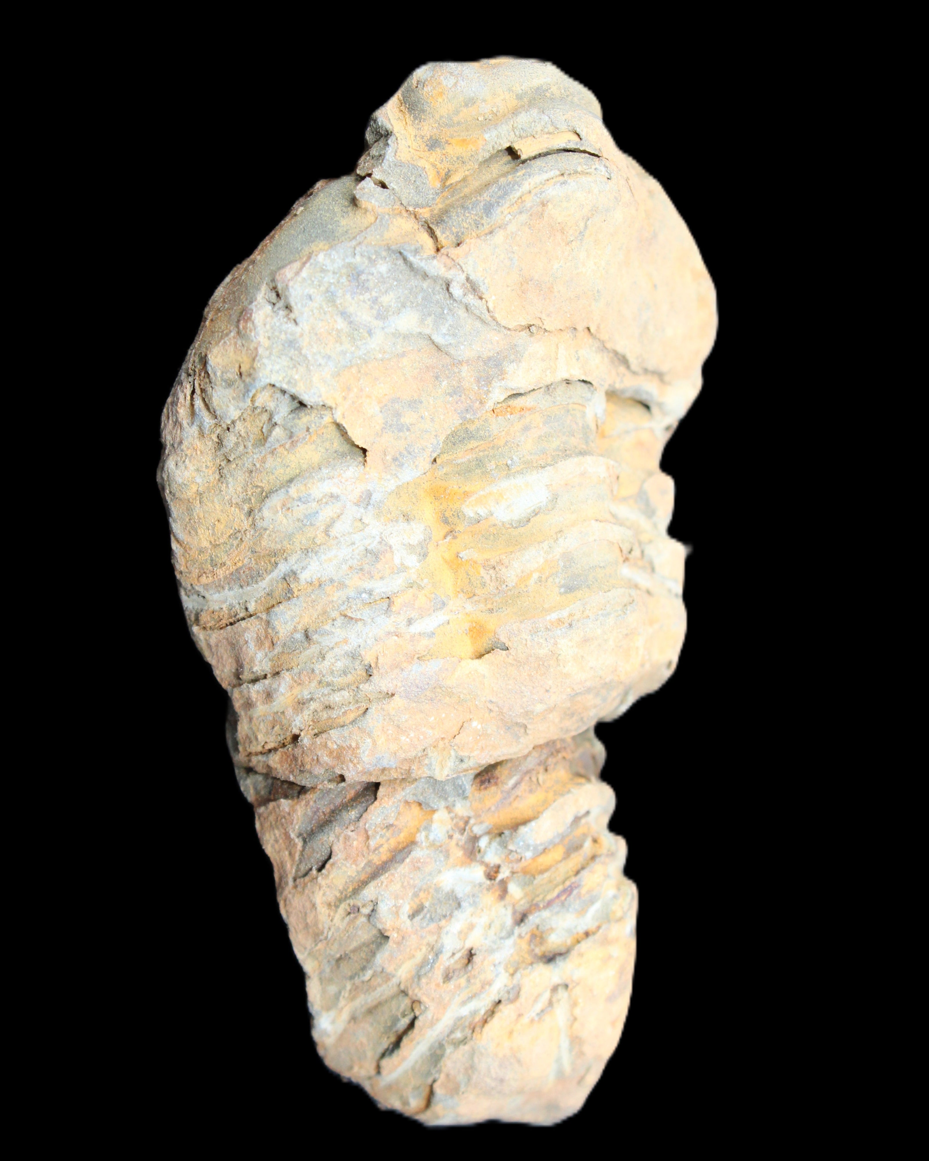 Trilobite Diacalymene 35*68mm 51.4g in sunlight - Rocks and Things Store