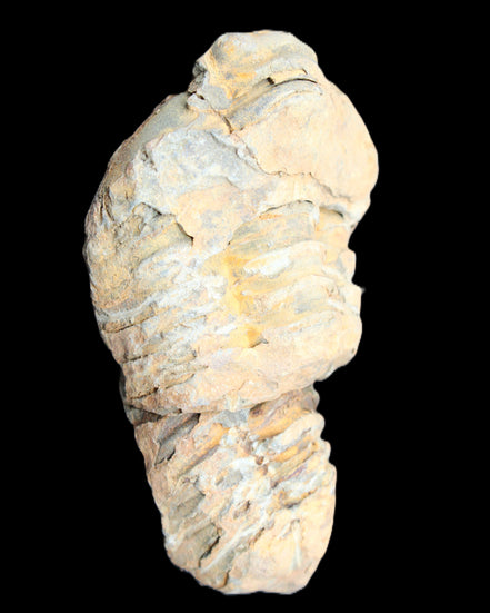 Trilobite Diacalymene 35*68mm 51.4g in sunlight - Rocks and Things Store