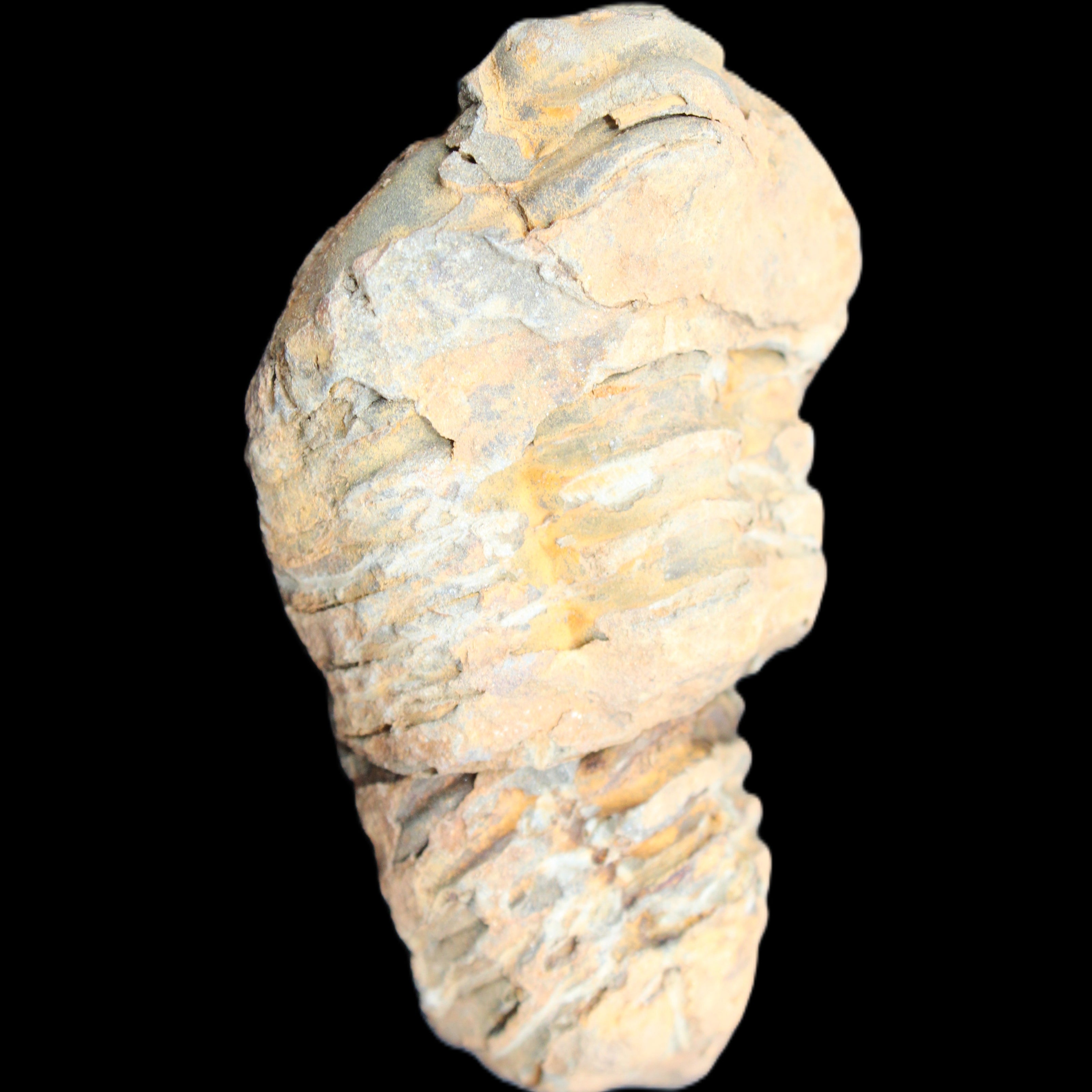 Trilobite Diacalymene 35*68mm 51.4g in sunlight - Rocks and Things Store