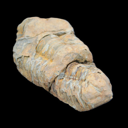 Trilobite Diacalymene 35*68mm 51.4g in sunlight - Rocks and Things Store