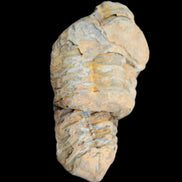 Trilobite Diacalymene 35*68mm 51.4g in sunlight - Rocks and Things Store