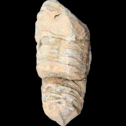 Trilobite Diacalymene 35*68mm 51.4g in sunlight - Rocks and Things Store