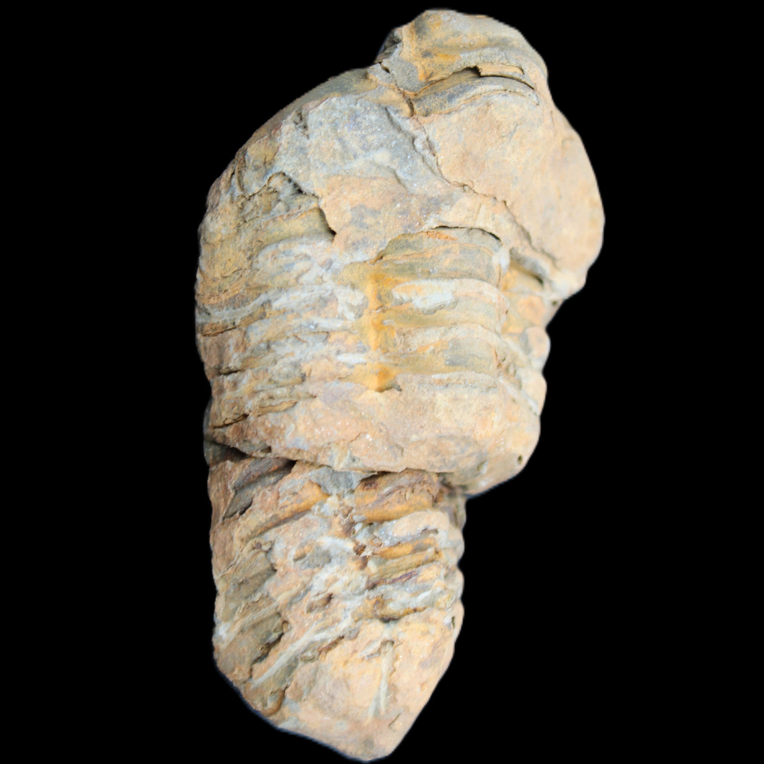 Trilobite Diacalymene 35*68mm 51.4g in sunlight - Rocks and Things Store