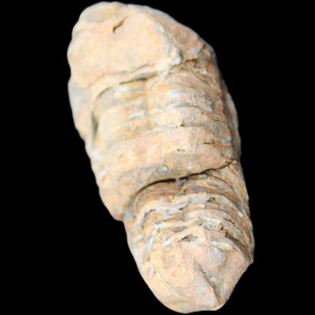 Trilobite Diacalymene 35*68mm 51.4g in sunlight - Rocks and Things Store