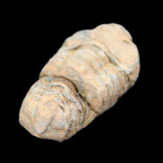 Trilobite Diacalymene 35*68mm 51.4g in sunlight - Rocks and Things Store