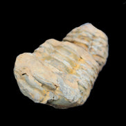 Trilobite Diacalymene 35*68mm 51.4g in sunlight - Rocks and Things Store