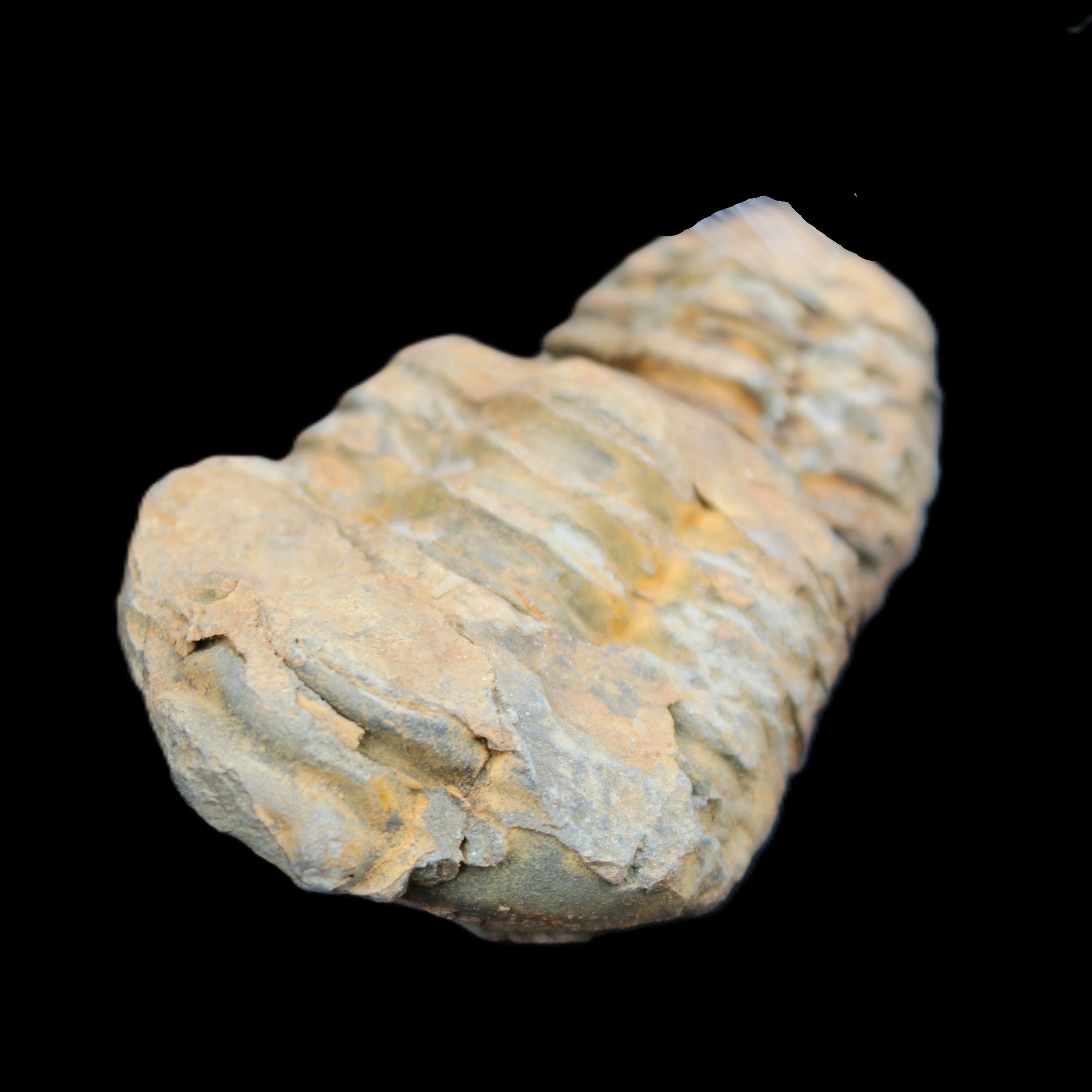 Trilobite Diacalymene 35*68mm 51.4g in sunlight - Rocks and Things Store