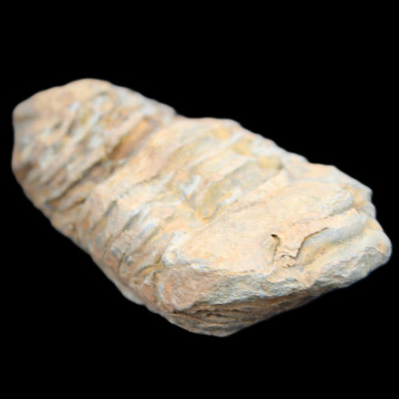 Trilobite Diacalymene 35*68mm 51.4g in sunlight - Rocks and Things Store