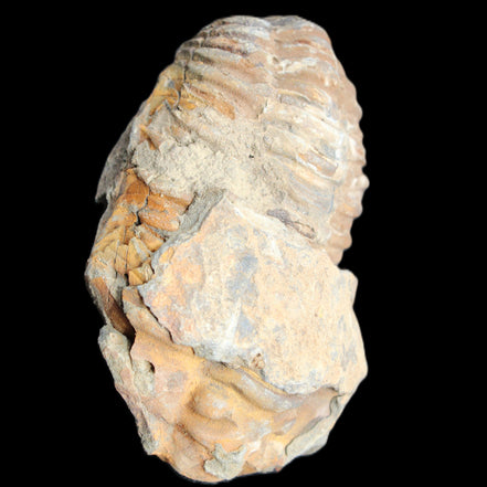 Trilobite Diacalymene 35*60mm 58.5g in sunlight - Rocks and Things Store