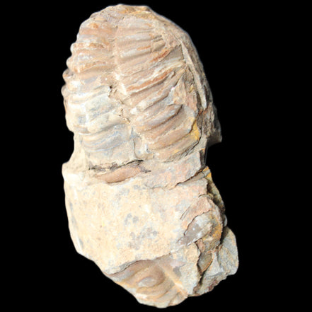 Trilobite Diacalymene 35*60mm 58.5g in sunlight - Rocks and Things Store