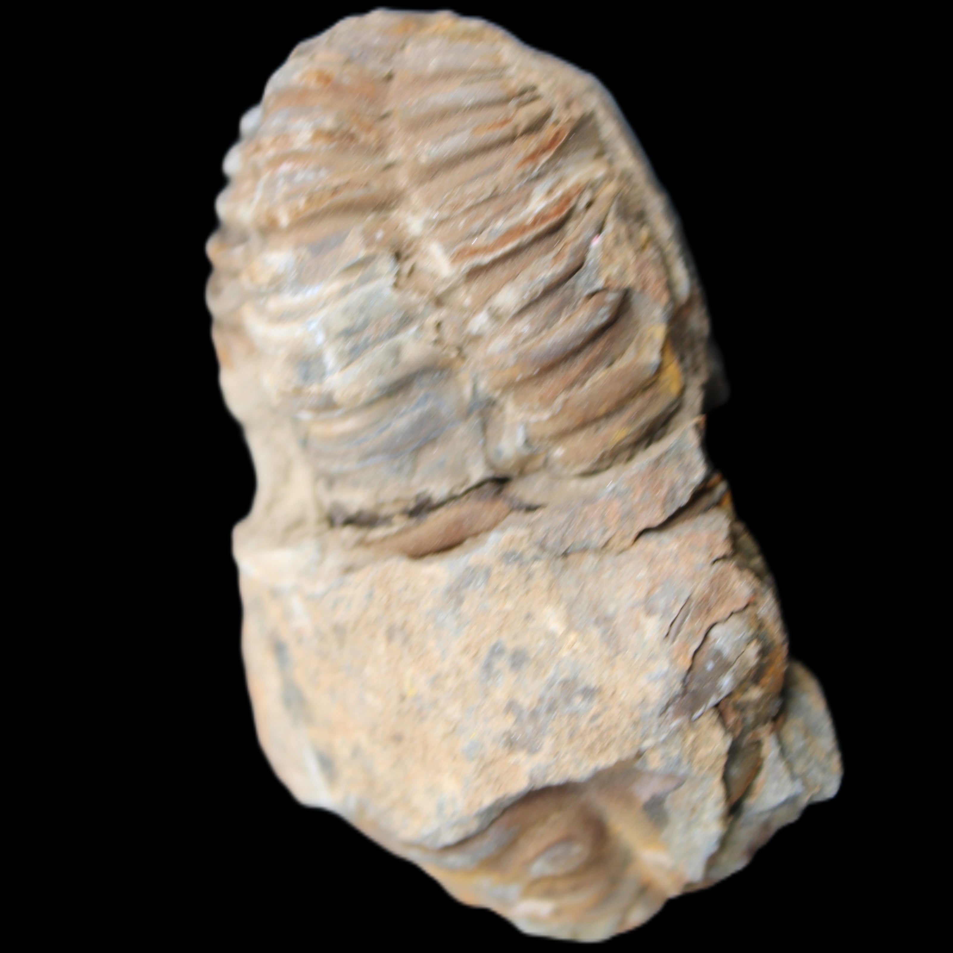 Trilobite Diacalymene 35*60mm 58.5g in sunlight - Rocks and Things Store