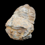 Trilobite Diacalymene 35*60mm 58.5g in sunlight - Rocks and Things Store