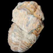 Trilobite Diacalymene 35*60mm 58.5g in sunlight - Rocks and Things Store