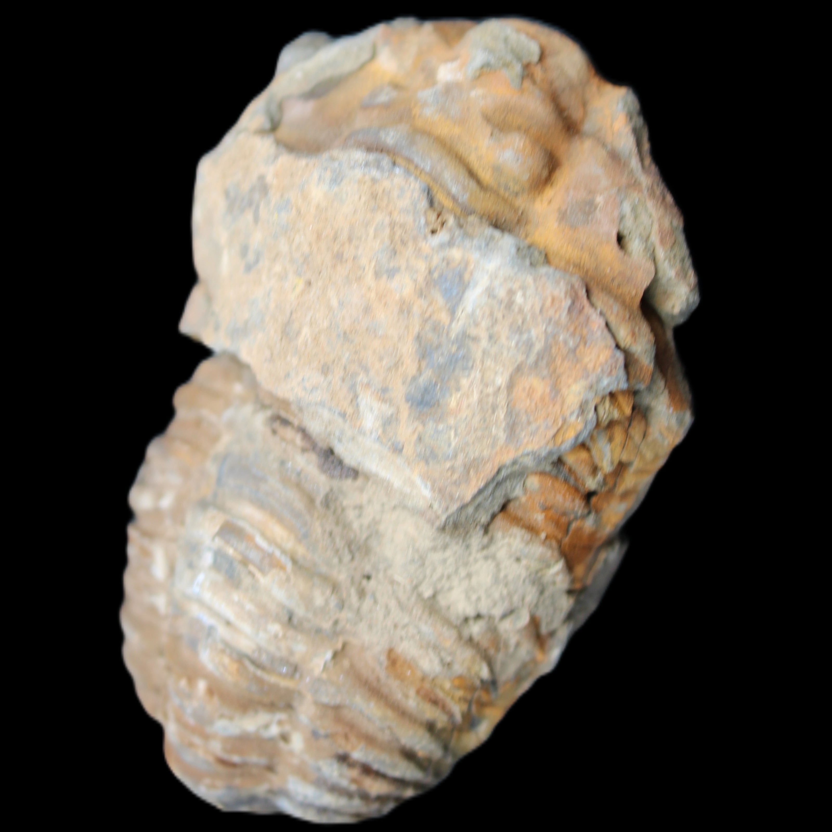 Trilobite Diacalymene 35*60mm 58.5g in sunlight - Rocks and Things Store