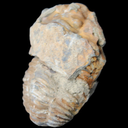 Trilobite Diacalymene 35*60mm 58.5g in sunlight - Rocks and Things Store