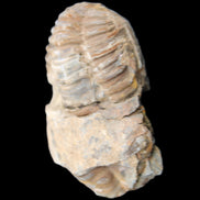 Trilobite Diacalymene 35*60mm 58.5g in sunlight - Rocks and Things Store