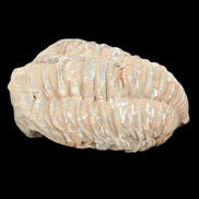 Trilobite Diacalymene 37*55mm 52.5g in sunlight - Rocks and Things Store