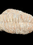 Trilobite Diacalymene 37*55mm 52.5g in sunlight - Rocks and Things Store