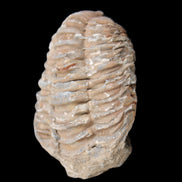 Trilobite Diacalymene 37*55mm 52.5g in sunlight - Rocks and Things Store