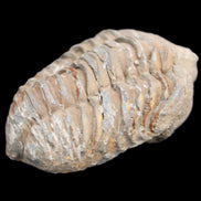 Trilobite Diacalymene 37*55mm 52.5g in sunlight - Rocks and Things Store