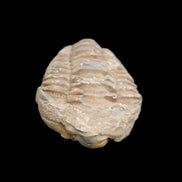 Trilobite Diacalymene 37*55mm 52.5g in sunlight - Rocks and Things Store