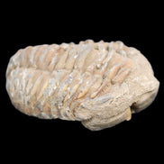 Trilobite Diacalymene 37*55mm 52.5g in sunlight - Rocks and Things Store