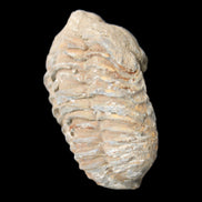 Trilobite Diacalymene 37*55mm 52.5g in sunlight - Rocks and Things Store