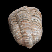 Trilobite Diacalymene 37*55mm 52.5g in sunlight - Rocks and Things Store